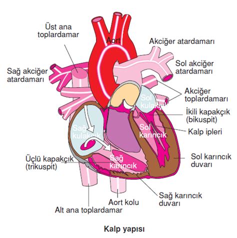 kalbin tabakaları anatomi